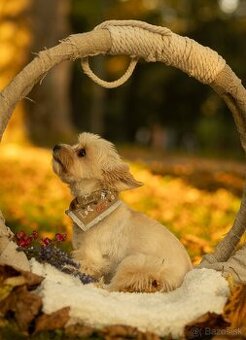 Krytie - Yorkshirsky Teriér