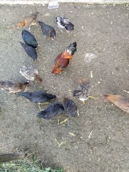 Kúpim kohúta plemeno ameraucana