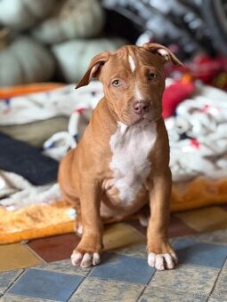 American bully ABKC