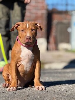 American bully ABKC