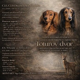 Jazvecik trp.kr. dlhosrsty s PP