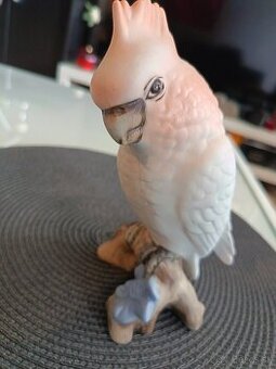 Papagáj Kakadu Royal dux