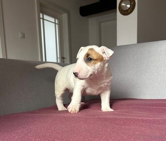 Krásná štěňátka miniaturního bulteriér s PP