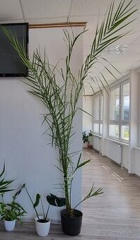 Palma 3 m vysoká