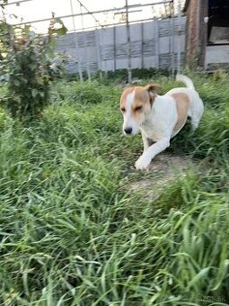 Darujem - Jack Russell Teriér