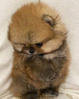 Pomeranian Boo