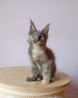 Maine Coon s PP