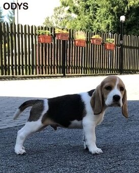 Bigl Bígel Beagle s PP FCI
