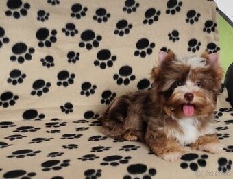 Yorkshire terrier
