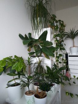 Slonia noha bananovnik kavovnik zamiokulkas a ine