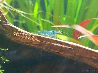 Krevetky Neocaridina – Red Cherry & Blue Dream