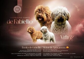 Španielsky vodný pes s PP(FCI)