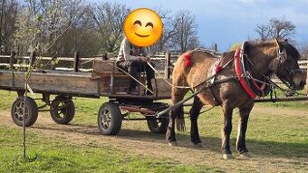Predám kobylu NIŽŠIEHO VZRASTU NA AGROTURISTIKU