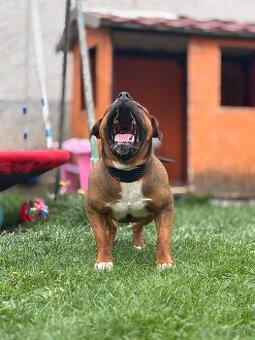 American bully XL krytie