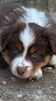 Mini aussie
