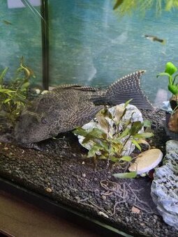 Predam Prísavník veľkoplutvý - Glyptoperichthys gibbiceps
