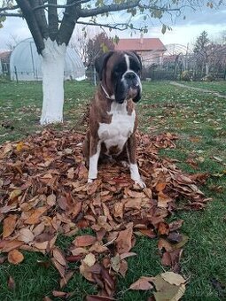 Nemecký boxer na krytie