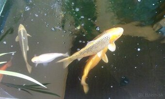 Koi Kapre Jazierkove