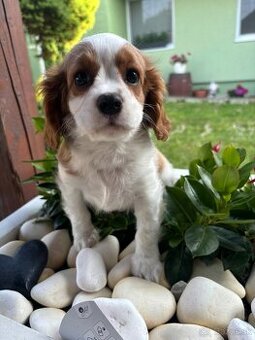 Cavalier King Charles španiel