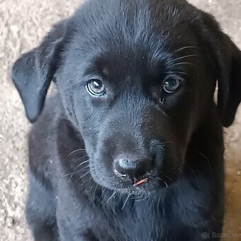 Labrador - 1