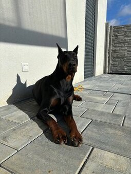 Predám dobermana