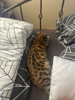 Bengalská mačka - 1