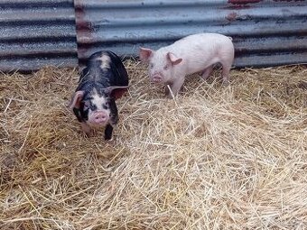 Predám odstavčata 20-25kg