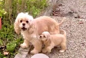 americký kokeršpaniel