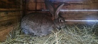 Predam samca belgický obor