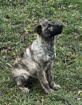 Stenata Holandsky Ovciak