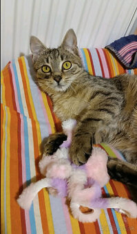 Roztomilý kocúrik hľadá svoj milujúci domov