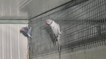 Alexander malý chovný pár 2020