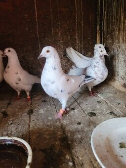 Darujem holubov poštových