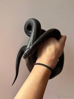 Lampropeltis Getula Nigrita