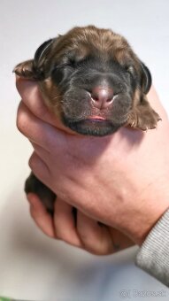 Tosa inu štěnata - přijímáme rezervace