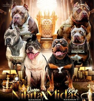 AMERICAN BULLY XL s PP