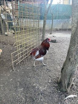 Araucana kohút
