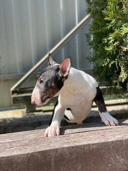 Mini bullterrier - Košice