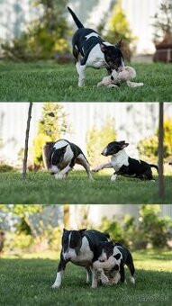 Mini bullterrier - Košice