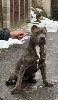 American bully