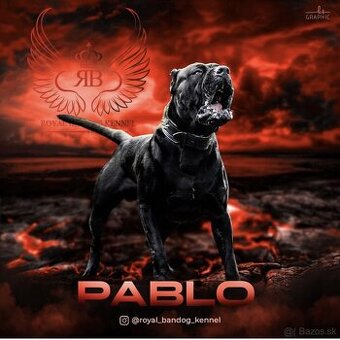 Americky bandog / Bandog