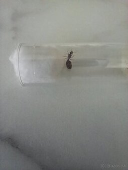 Kráľovna Solenopsis fugax - 1
