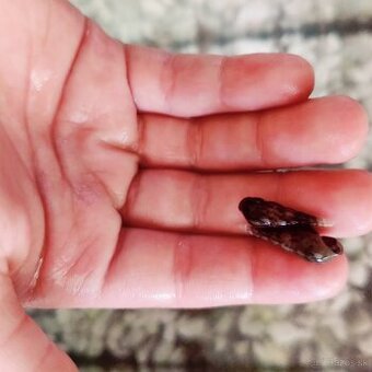 Slimáky Melanoides tuberculata