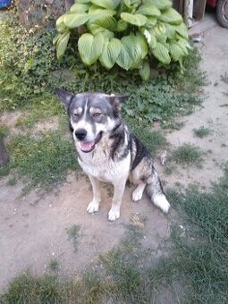 Husky