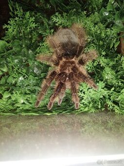 Tlitlocatl Albobilus