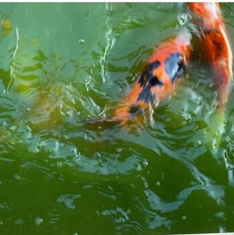 Koi kapre