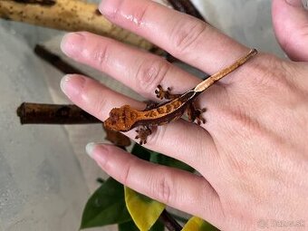 Pagekon riasnaty (correlophus ciliatus)