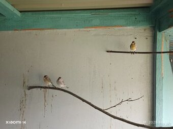 Kanarik žltý achat , žlto zelený