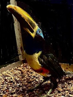 Arassari hnědouchý