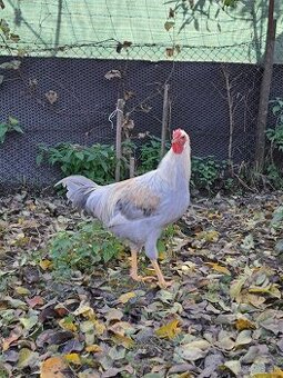 Maranska a vlaška oranžovokrká - 1